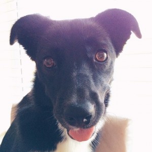 This is my Cali, the ever-hyper and beyond adorable Border Collie
